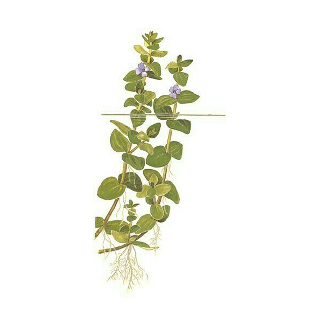 Bacopa caroliniana potted 043 | Potted Plants | Largest Tropical Fish Selection at Your Local Fish Store