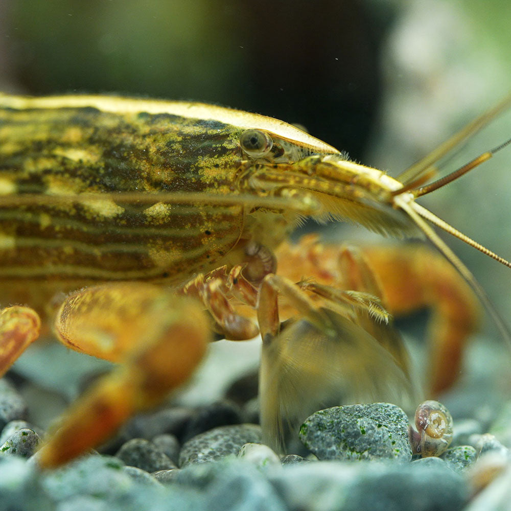 Bamboo / Rock / Fan Shrimp (Atyopsis moluccensis) 6.5cm | Snails Shrimp Crayfish Crabs | Largest Tropical Fish Selection at Your Local Fish Store