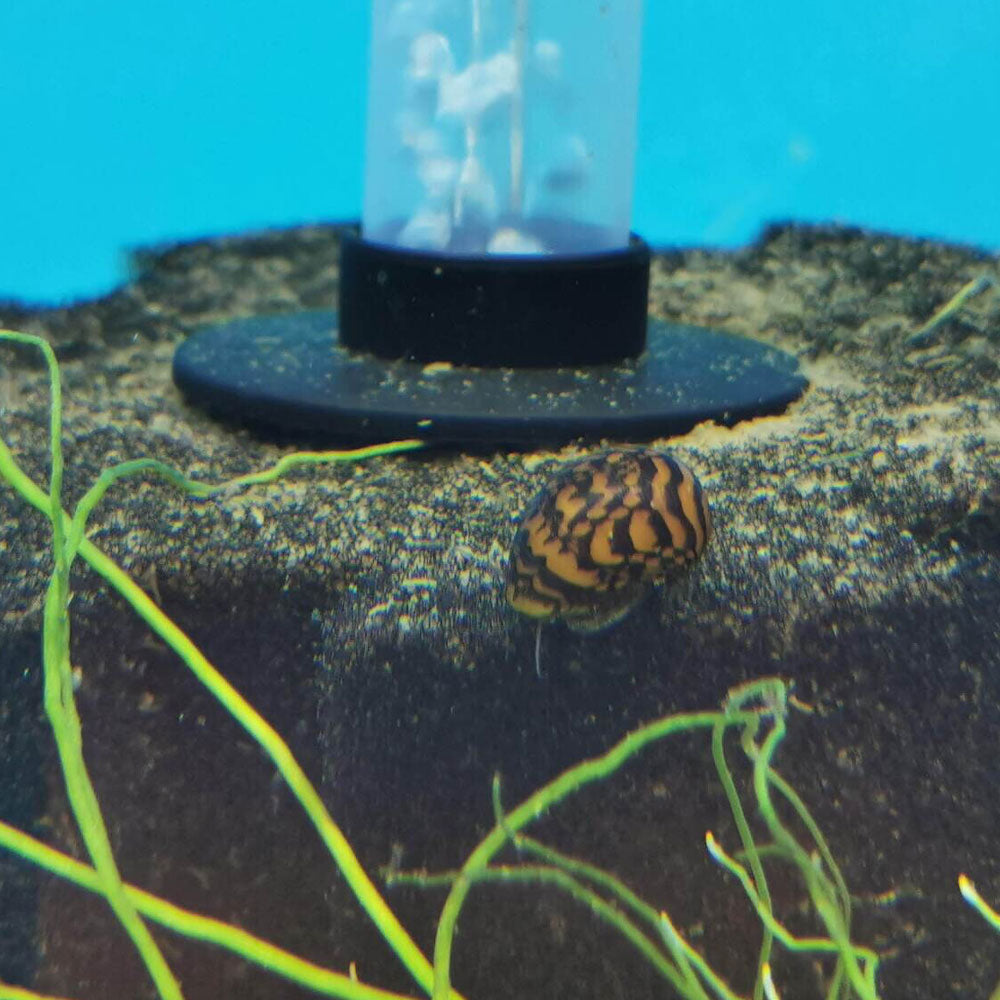 Batik Nerite Snail | Snails Shrimp Crayfish Crabs | Largest Tropical Fish Selection at Your Local Fish Store