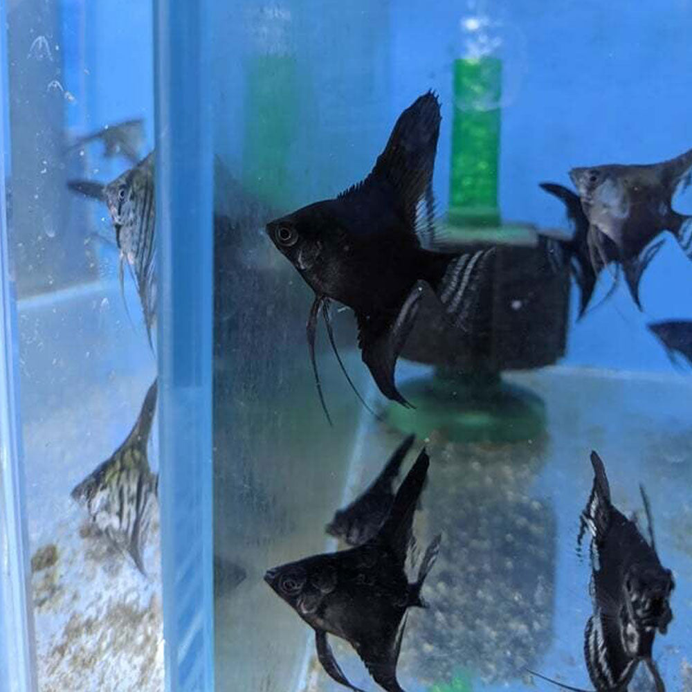 Full Black Angelfish (Pterophyllum scalare) 4cm | Cichlids Badis & Gouramis | Largest Tropical Fish Selection at Your Local Fish Store