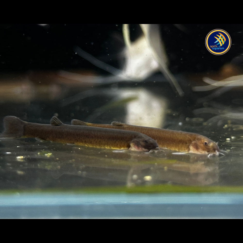 Black Kuhlii Loach (Pangio oblonga) | Catfish Loaches & Plecos | Largest Tropical Fish Selection at Your Local Fish Store