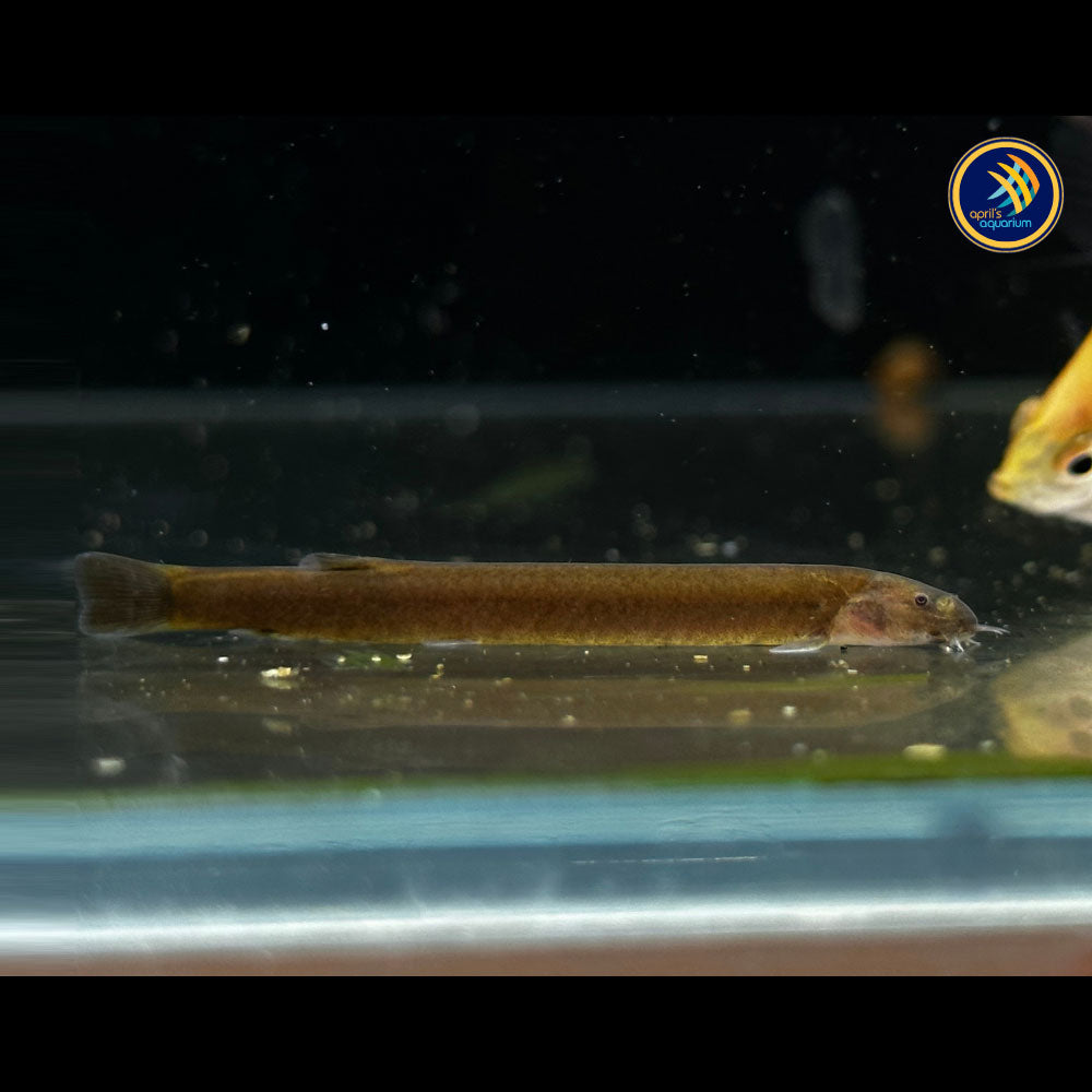 Black Kuhlii Loach (Pangio oblonga) | Catfish Loaches & Plecos | Largest Tropical Fish Selection at Your Local Fish Store