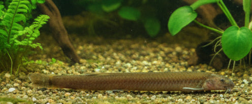 Black Kuhlii Loach (Pangio oblonga) | Catfish Loaches & Plecos | Largest Tropical Fish Selection at Your Local Fish Store