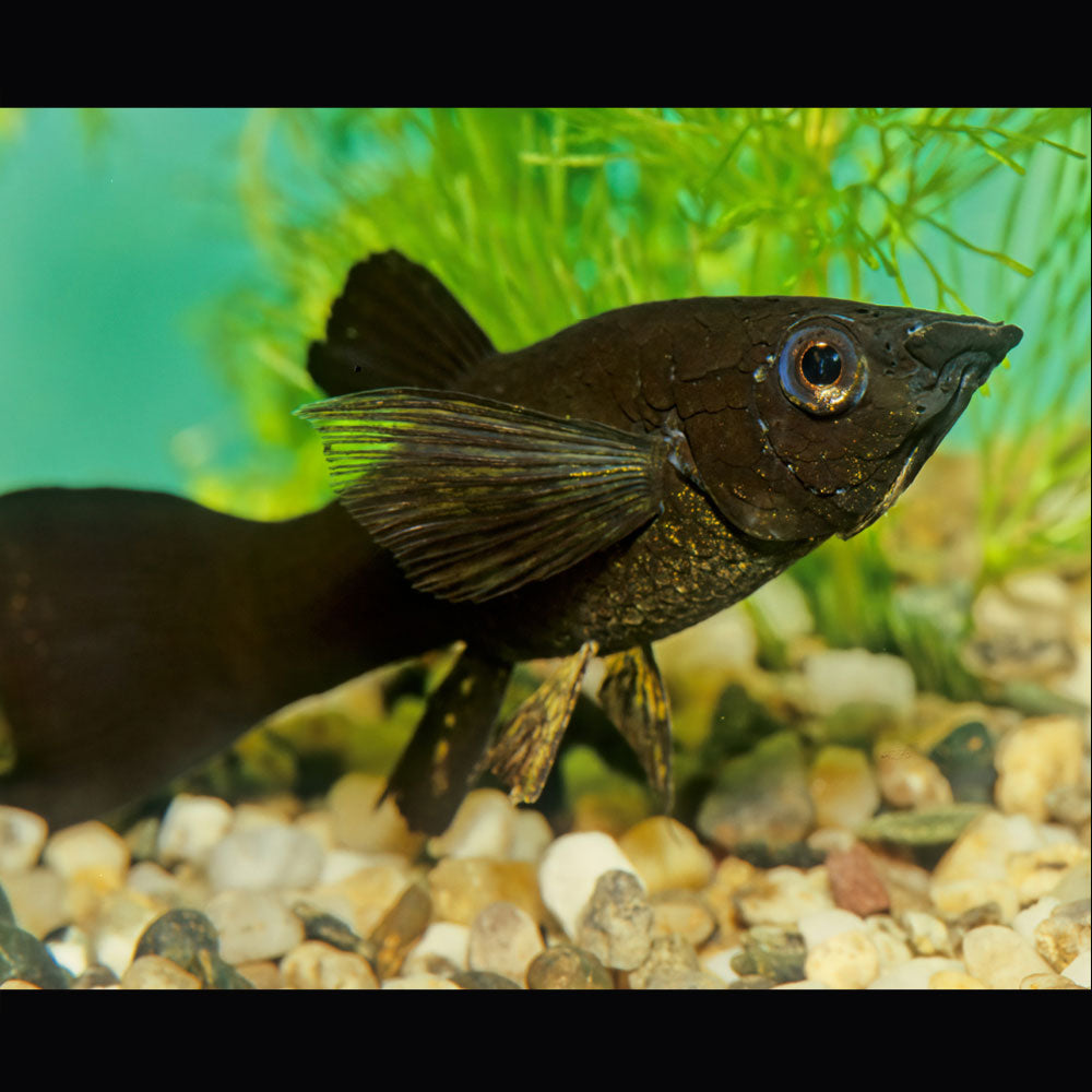 Black Molly | Livebearers | Largest Tropical Fish Selection at Your Local Fish Store