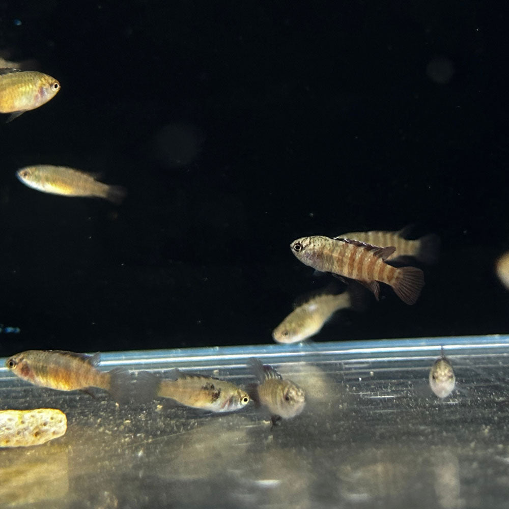 Black Tiger Dario (Dario Tigres) Med -Large (Aquarium Glaser) | Other Livestock | Largest Tropical Fish Selection at Your Local Fish Store