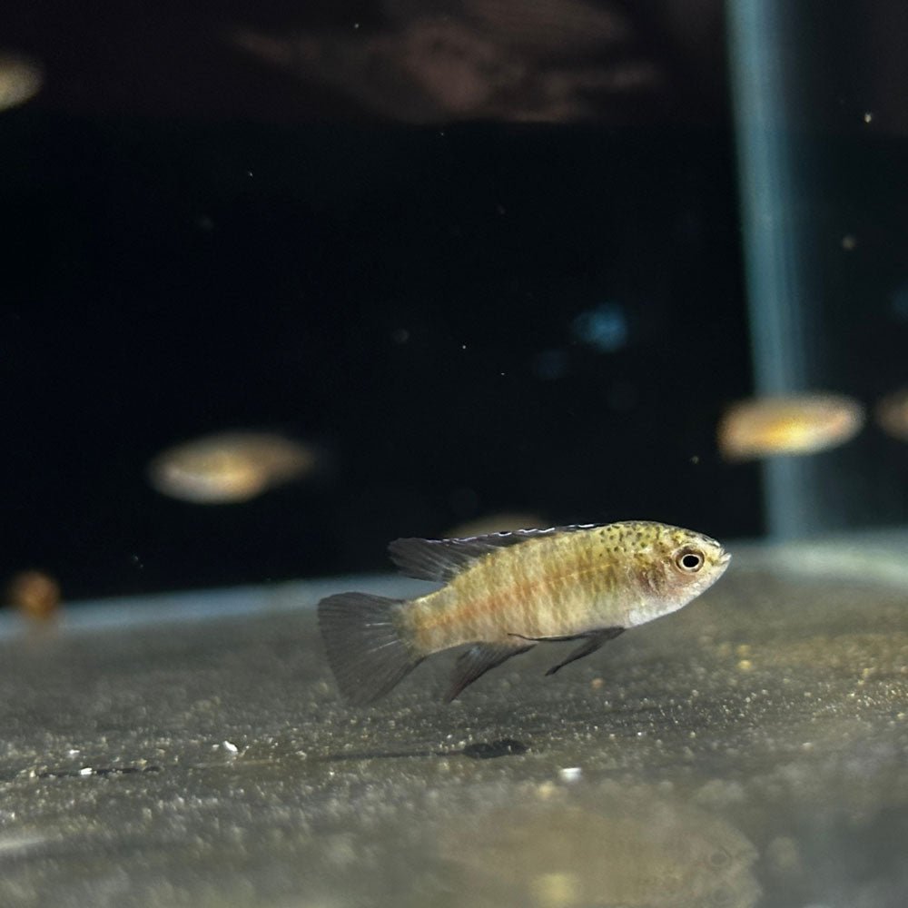 Black Tiger Dario (Dario Tigres) Med -Large (Aquarium Glaser) | Other Livestock | Largest Tropical Fish Selection at Your Local Fish Store