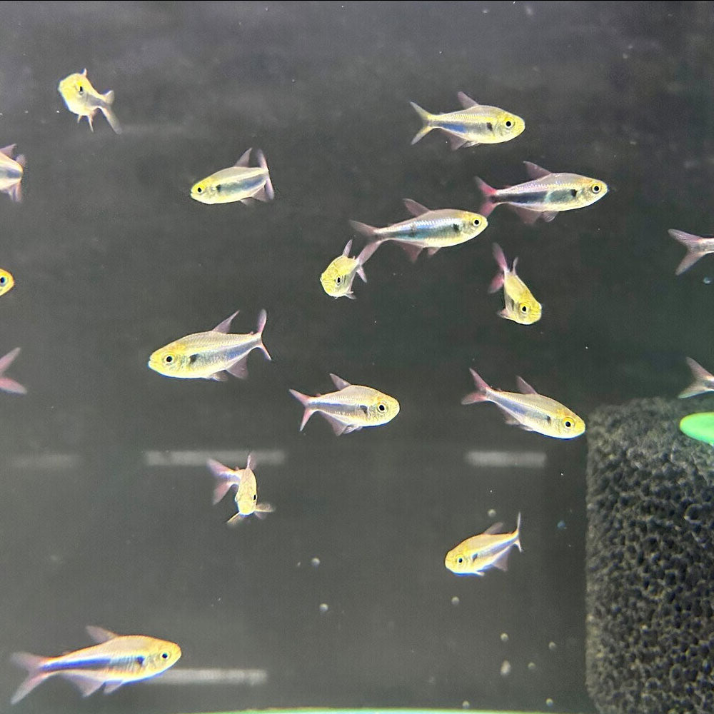 Bleeding Blue Tetra | Tetras Rasboras & Pencilfish | Largest Tropical Fish Selection at Your Local Fish Store