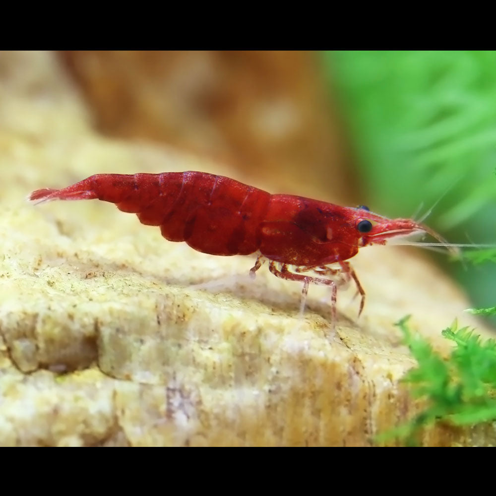 Bloody Mary Shrimp (Neocaridina davidi "Bloody Mary") | Snails Shrimp Crayfish Crabs | Largest Tropical Fish Selection at Your Local Fish Store