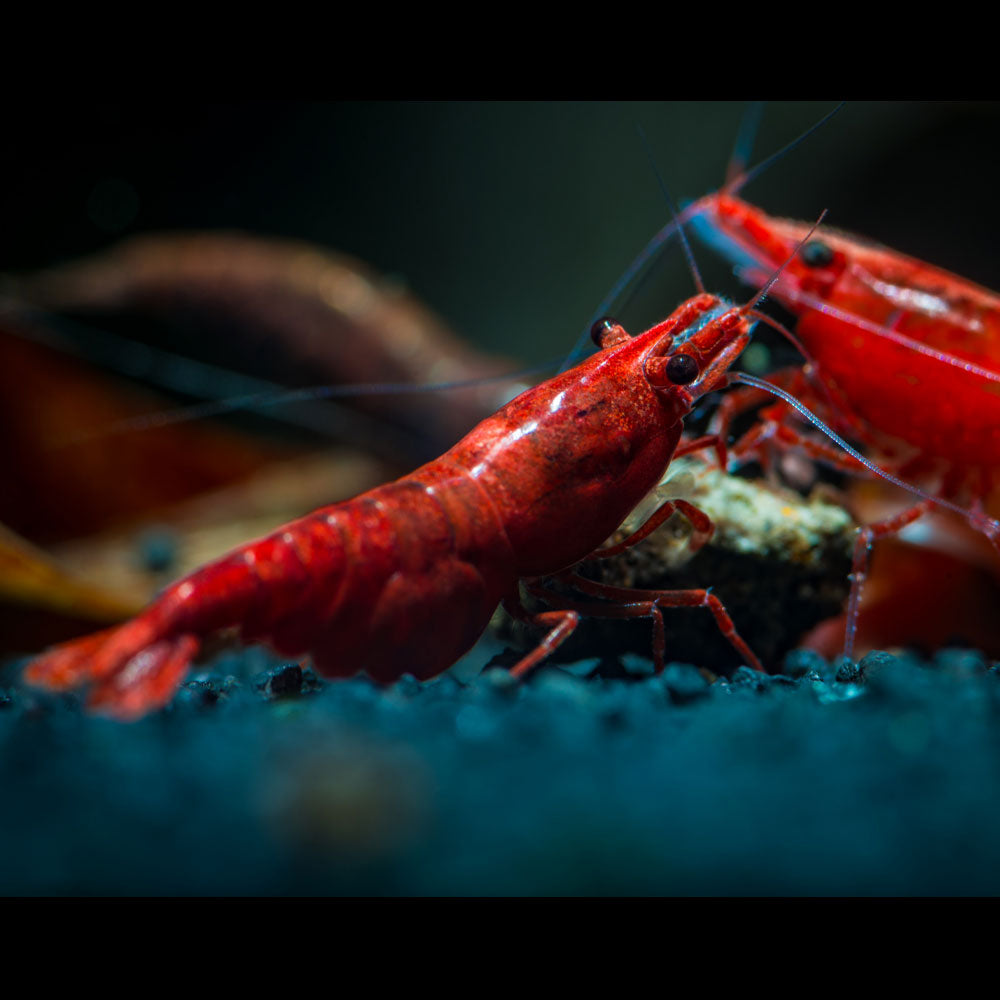Bloody Mary Shrimp (Neocaridina davidi "Bloody Mary") | Snails Shrimp Crayfish Crabs | Largest Tropical Fish Selection at Your Local Fish Store