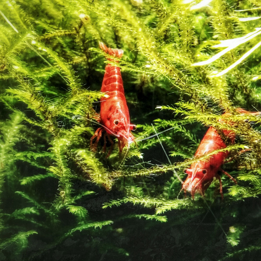 Bloody Mary Shrimp (Neocaridina davidi "Bloody Mary") | Snails Shrimp Crayfish Crabs | Largest Tropical Fish Selection at Your Local Fish Store