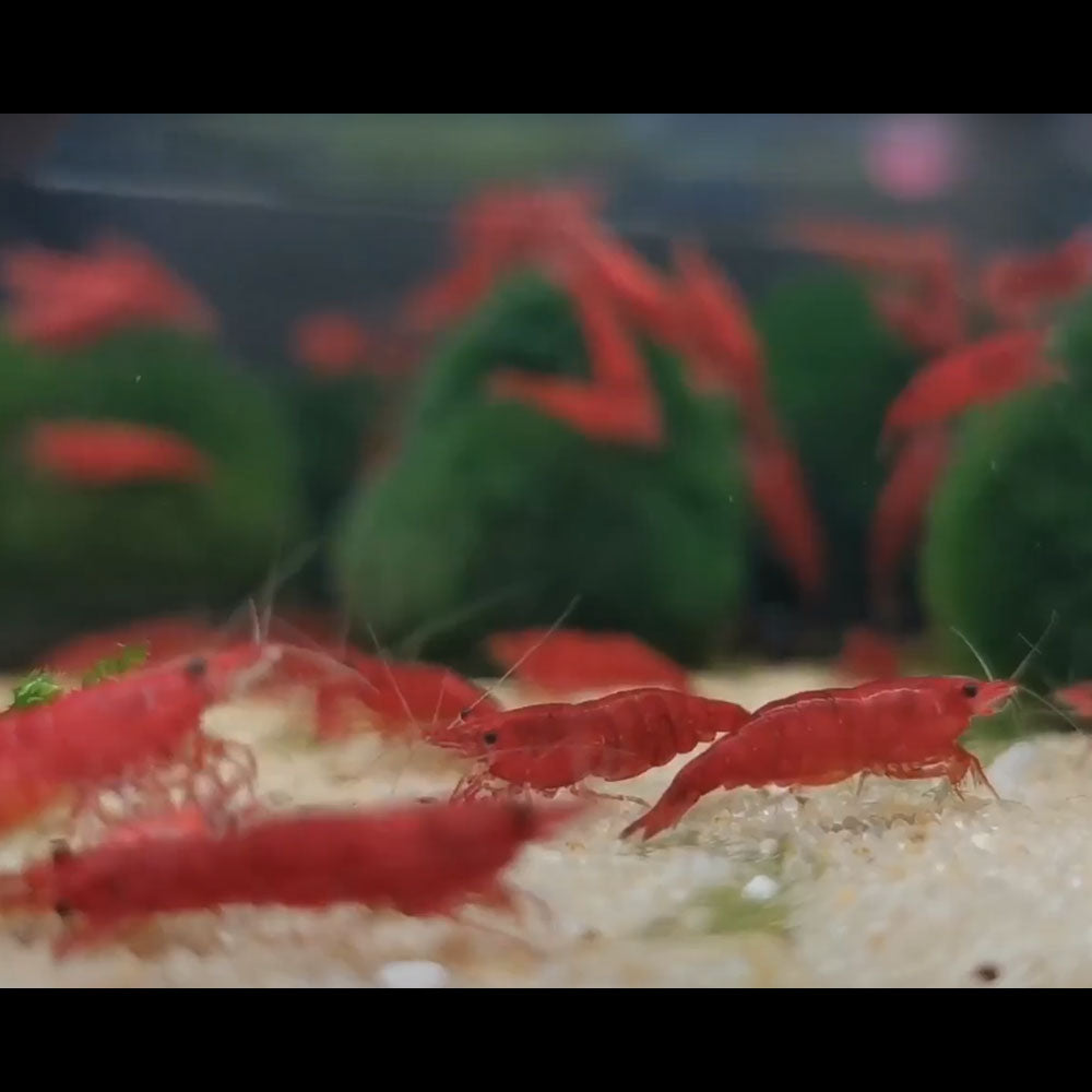 Bloody Mary Shrimp (Neocaridina davidi "Bloody Mary") | Snails Shrimp Crayfish Crabs | Largest Tropical Fish Selection at Your Local Fish Store