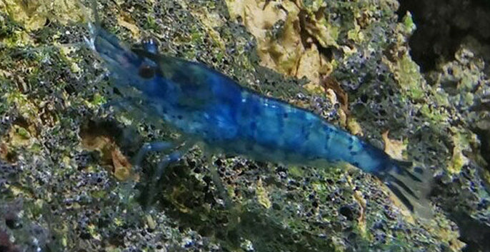 Sapphire Shrimp (Neocaridina davidi) | Snails Shrimp Crayfish Crabs | Largest Tropical Fish Selection at Your Local Fish Store