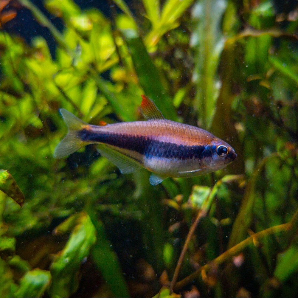 Blue Kerri Emperor Tetra 2.3-2.5cm | Tetras Rasboras & Pencilfish | Largest Tropical Fish Selection at Your Local Fish Store