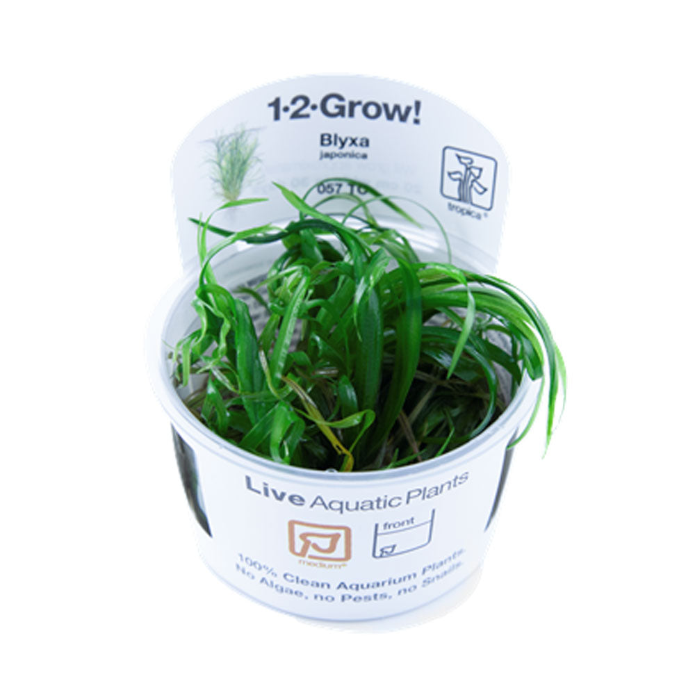 Blyxa japonica 1-2-Grow 057 TC | Tissue Cultures | Largest Tropical Fish Selection at Your Local Fish Store