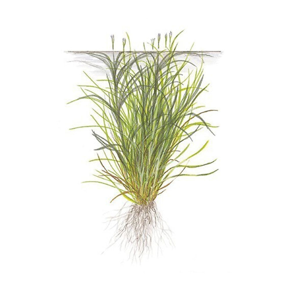 Blyxa japonica 1-2-Grow 057 TC | Tissue Cultures | Largest Tropical Fish Selection at Your Local Fish Store