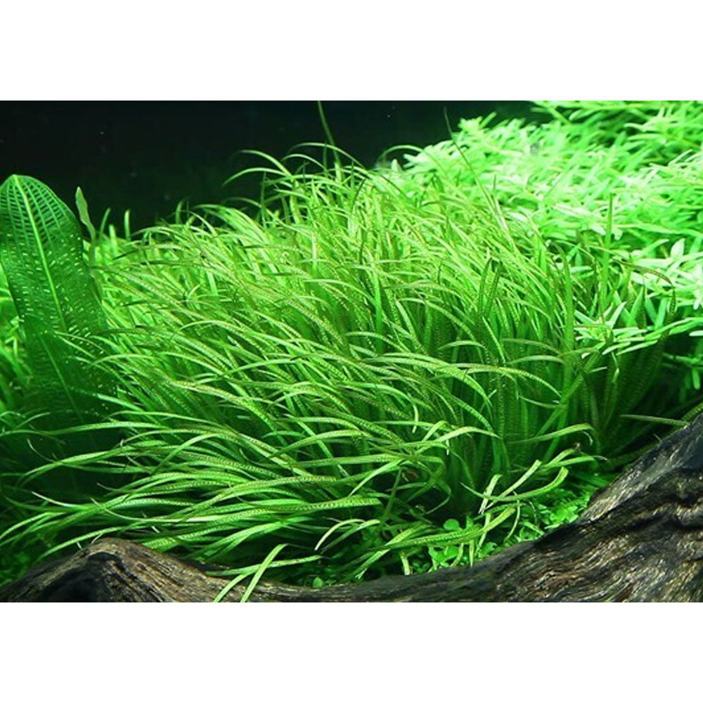 Blyxa japonica 1-2-Grow 057 TC | Tissue Cultures | Largest Tropical Fish Selection at Your Local Fish Store