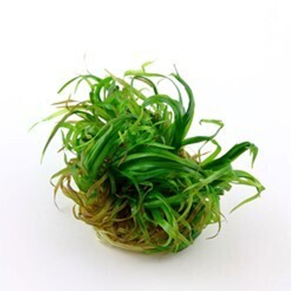 Blyxa japonica 1-2-Grow 057 TC | Tissue Cultures | Largest Tropical Fish Selection at Your Local Fish Store