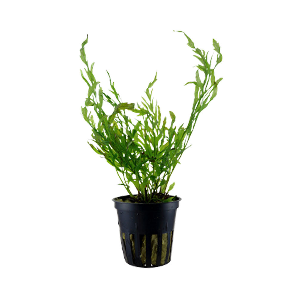 Bolbitis heudelotii potted 006 | Potted Plants | Largest Tropical Fish Selection at Your Local Fish Store