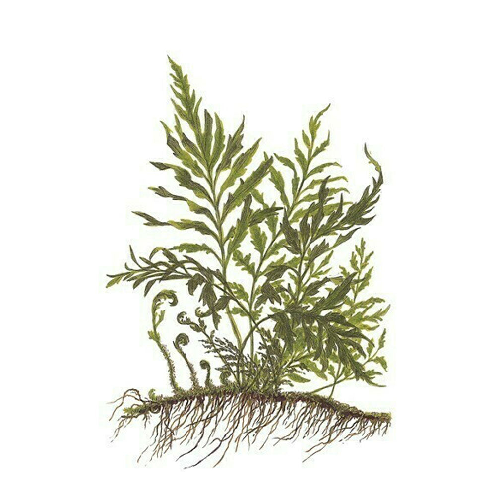 Bolbitis heudelotii potted 006 | Potted Plants | Largest Tropical Fish Selection at Your Local Fish Store