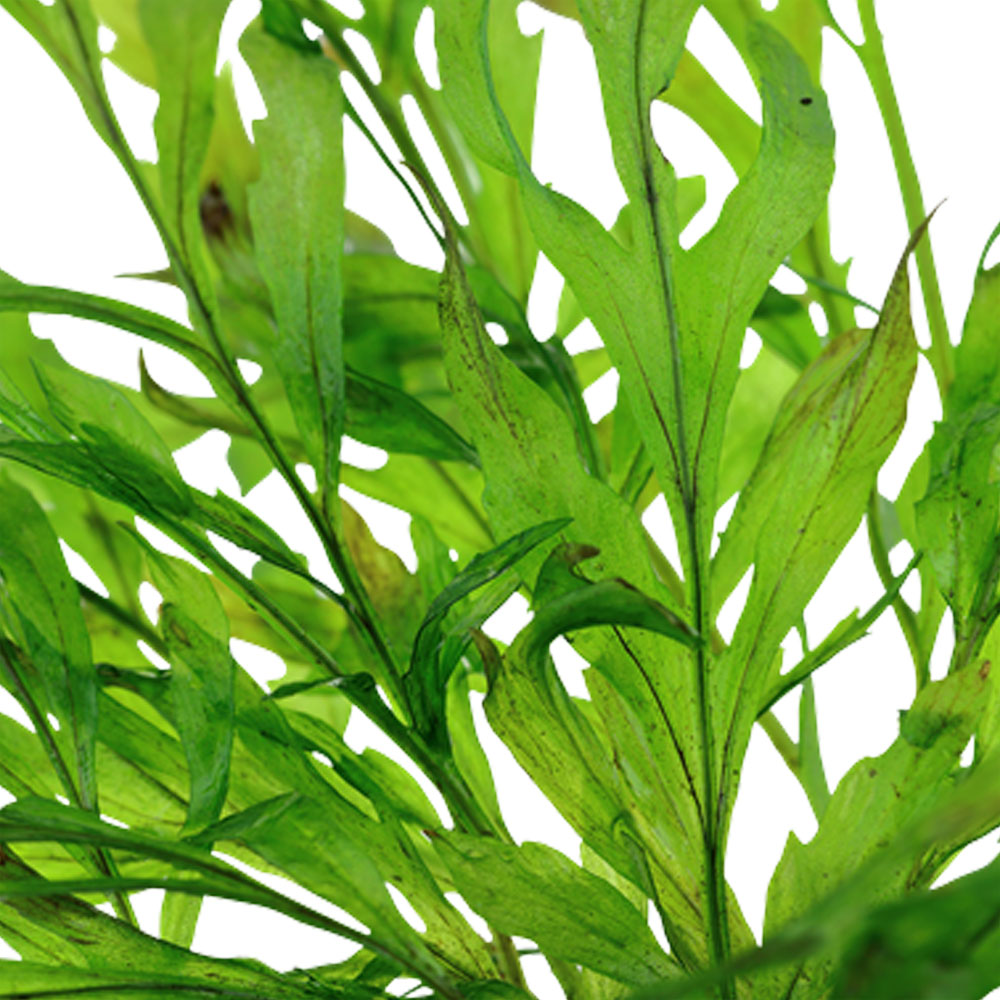 Bolbitis heudelotii potted 006 | Potted Plants | Largest Tropical Fish Selection at Your Local Fish Store