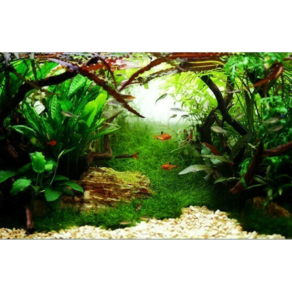 Bolbitis heudelotii potted 006 | Potted Plants | Largest Tropical Fish Selection at Your Local Fish Store