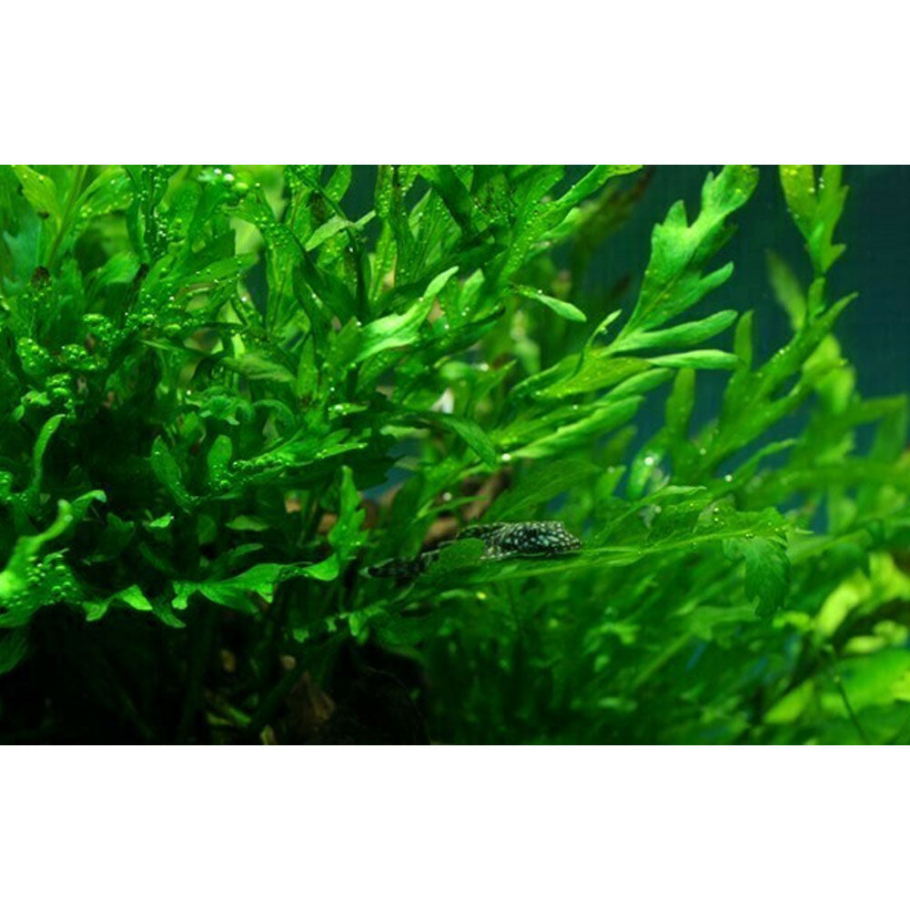 Bolbitis heudelotii potted 006 | Potted Plants | Largest Tropical Fish Selection at Your Local Fish Store