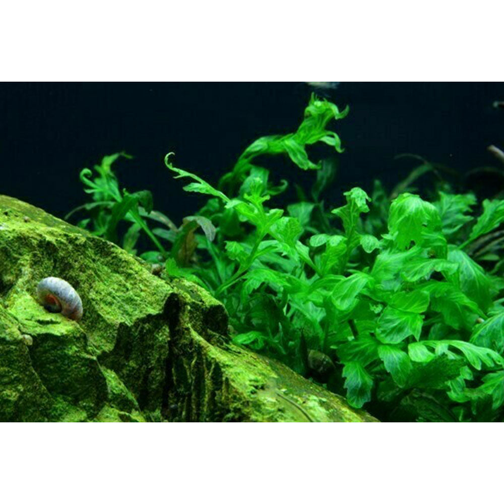 Bolbitis heudelotii potted 006 | Potted Plants | Largest Tropical Fish Selection at Your Local Fish Store