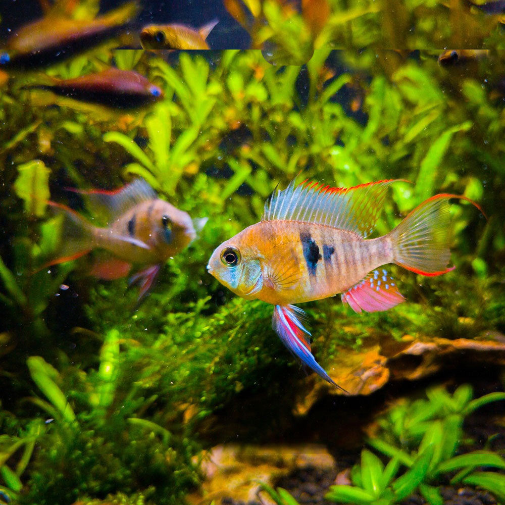 Bolivian Ram (Mikrogeophagus altispinosus) | Cichlids Badis & Gouramis | Largest Tropical Fish Selection at Your Local Fish Store