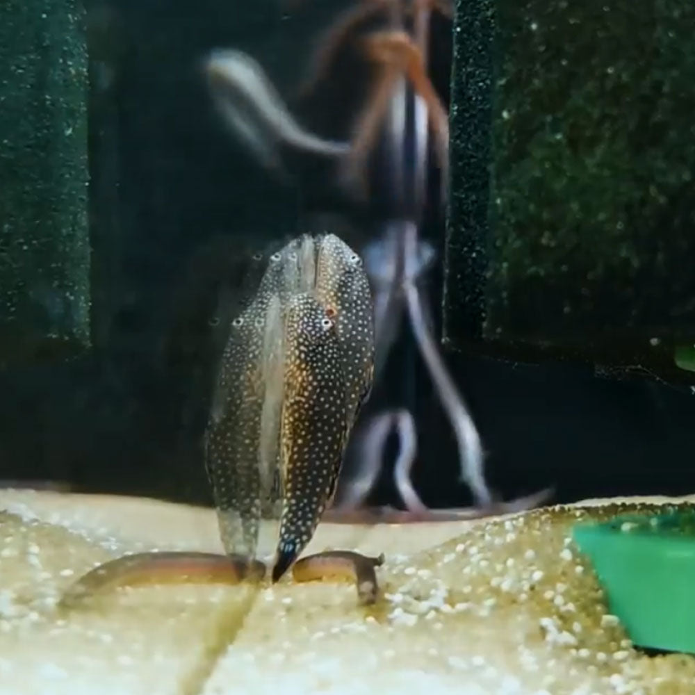 Borneo Sucker Loach 3cm | Catfish Loaches & Plecos | Largest Tropical Fish Selection at Your Local Fish Store