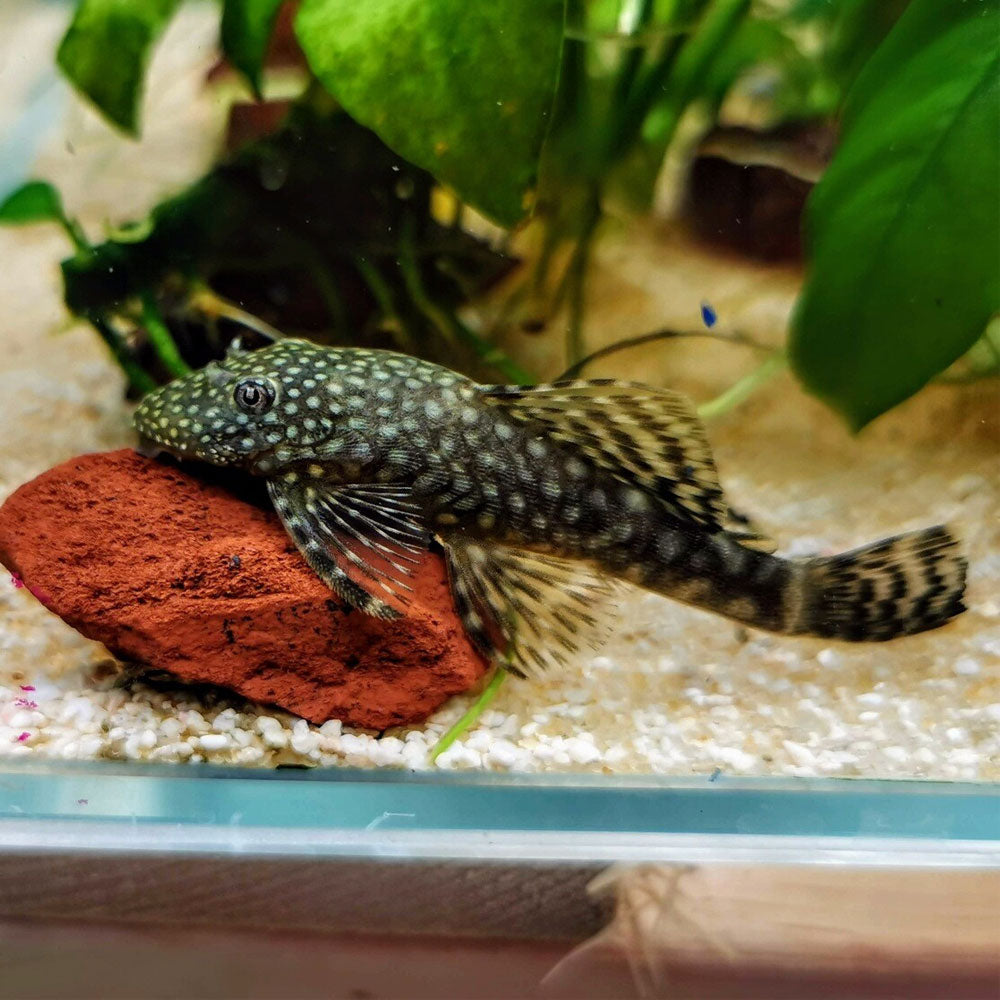 Bristlenose Pleco (Ancistrus sp. var. Longfin) 3-4cm | Catfish Loaches & Plecos | Largest Tropical Fish Selection at Your Local Fish Store