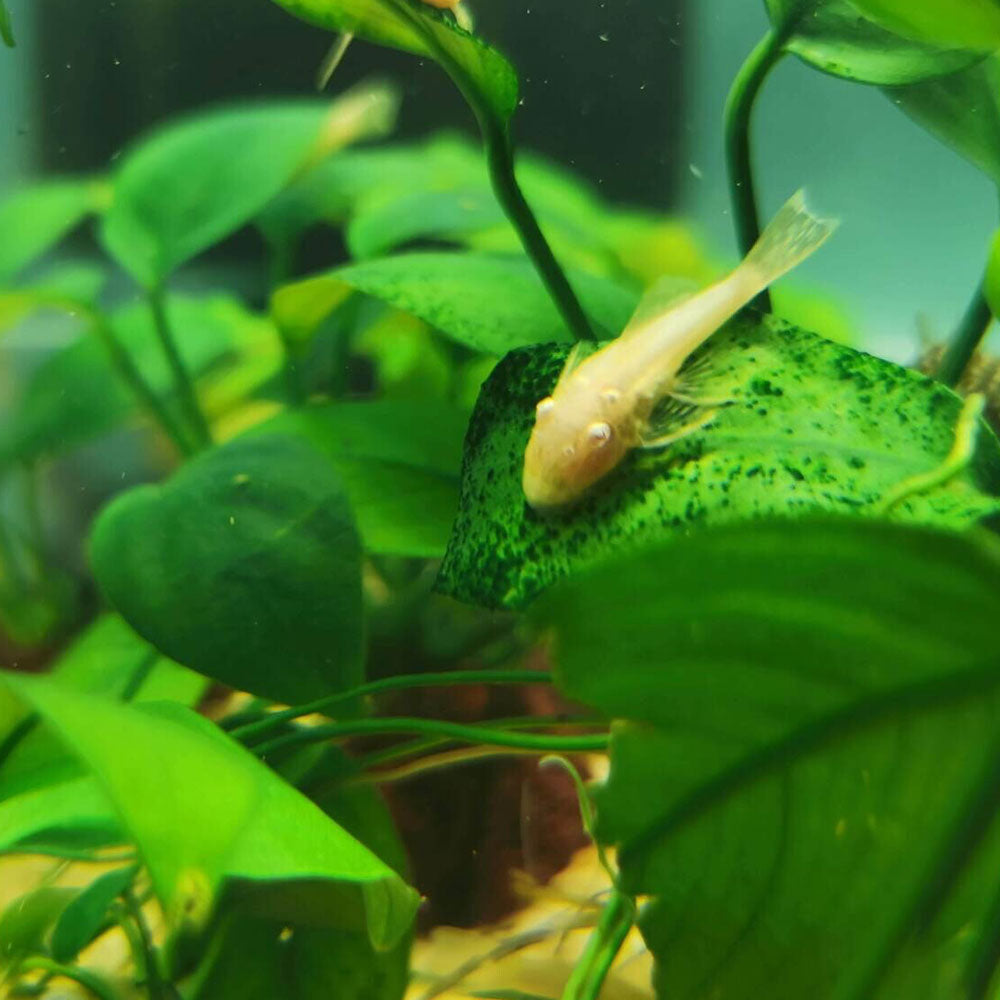 Bristlenose Pleco (Ancistrus sp. var. Longfin) 3-4cm | Catfish Loaches & Plecos | Largest Tropical Fish Selection at Your Local Fish Store