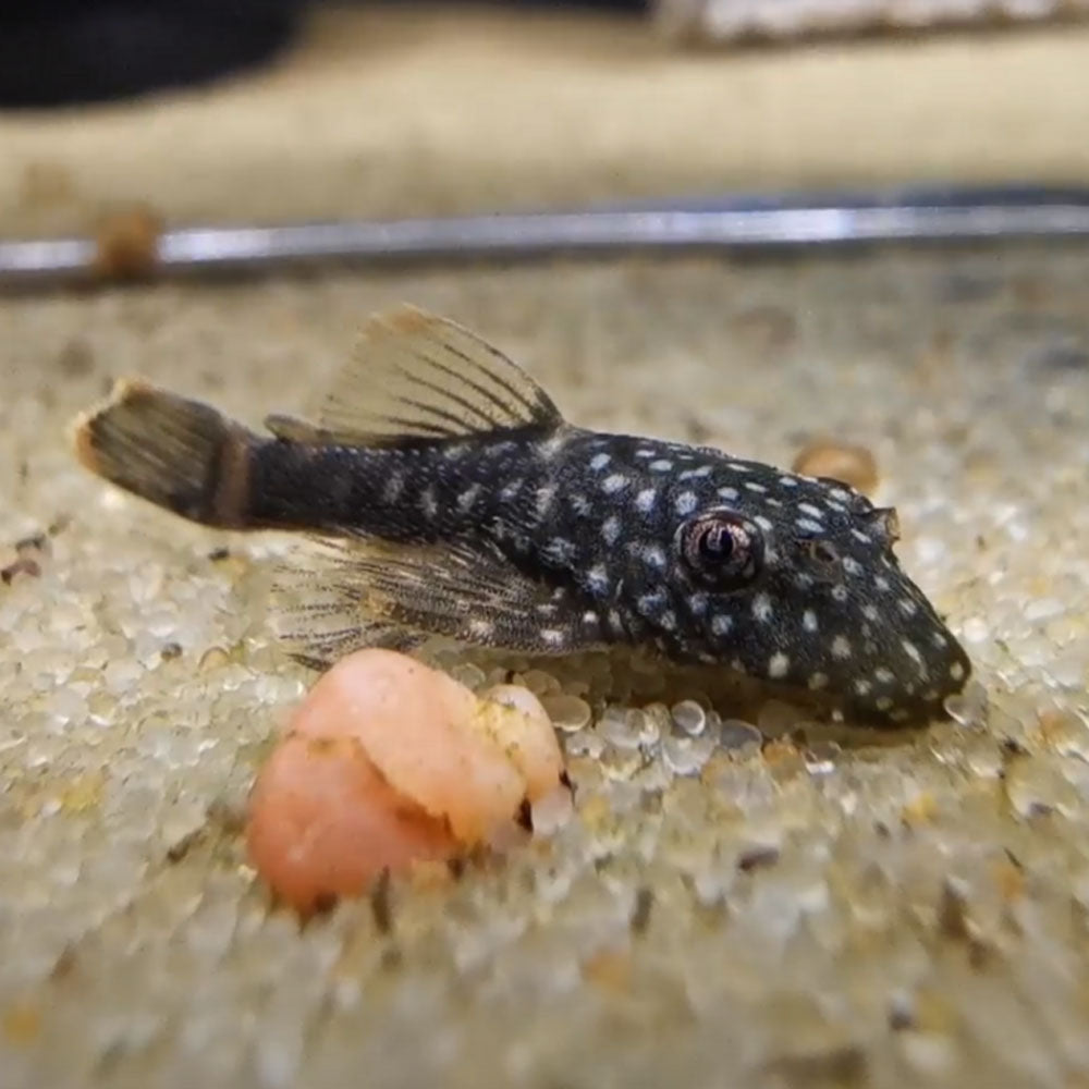 Bristlenose Pleco (Ancistrus sp. var. Longfin) 3-4cm | Catfish Loaches & Plecos | Largest Tropical Fish Selection at Your Local Fish Store