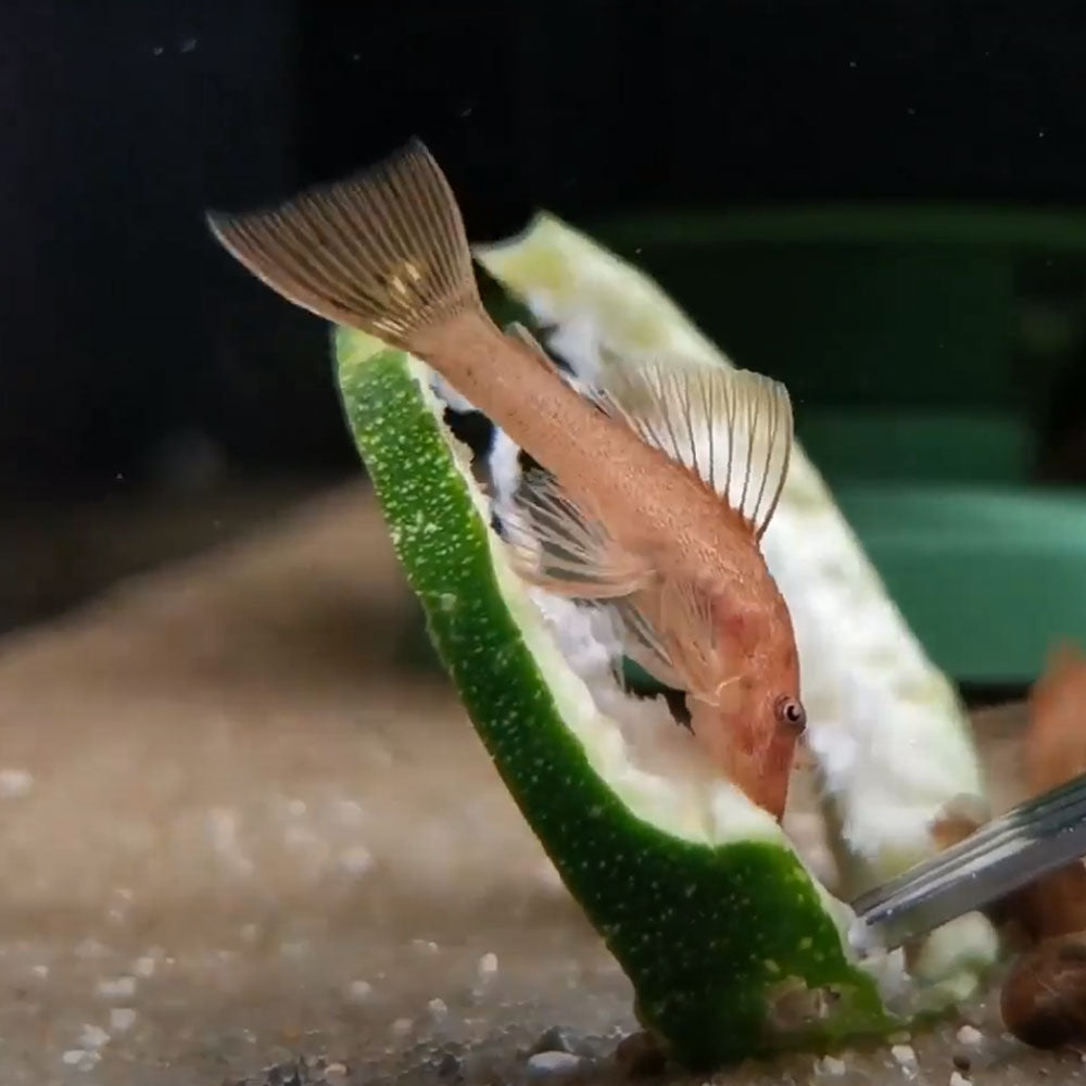 Super Red Bristlenose Pleco (Ancistrus sp. var. Super Red) 1.5"-2" | Catfish Loaches & Plecos | Largest Tropical Fish Selection at Your Local Fish Store