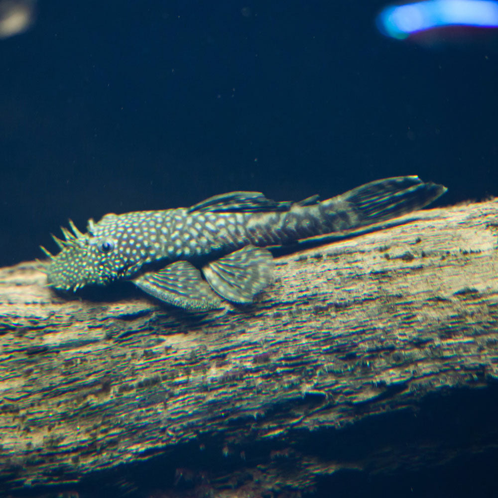 Bristlenose Pleco (Ancistrus sp.) | Catfish Loaches & Plecos | Largest Tropical Fish Selection at Your Local Fish Store