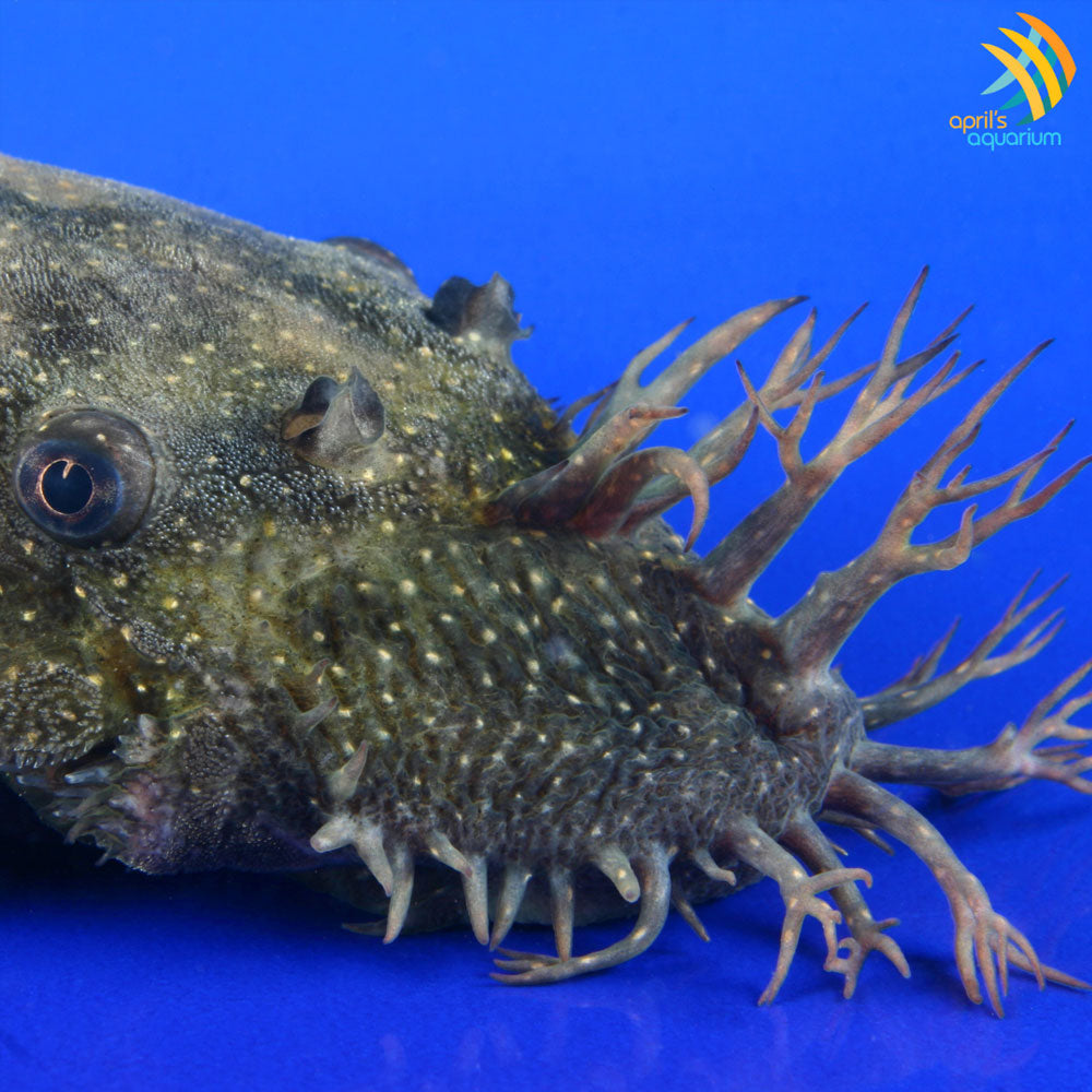 Bristlenose Pleco (Ancistrus sp.) | Catfish Loaches & Plecos | Largest Tropical Fish Selection at Your Local Fish Store