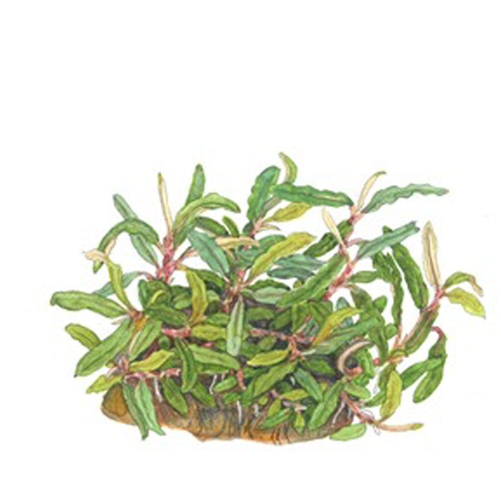 Bucephalandra "Needle Leaf" 139C TC | Tissue Cultures | Largest Tropical Fish Selection at Your Local Fish Store