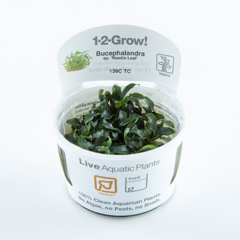 Bucephalandra "Needle Leaf" 139C TC | Tissue Cultures | Largest Tropical Fish Selection at Your Local Fish Store