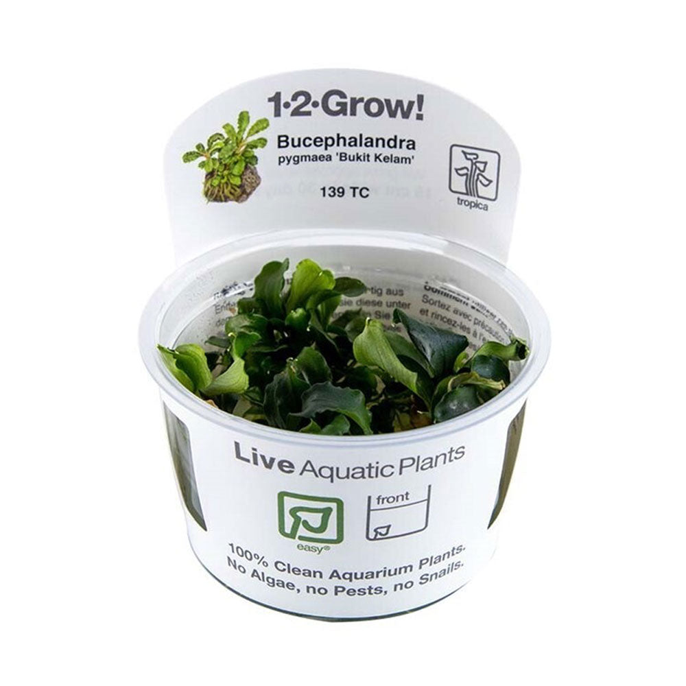 Bucephalandra pygmaea 'Bukit Kelam' 1-2-Grow 139 TC | Tissue Cultures | Largest Tropical Fish Selection at Your Local Fish Store