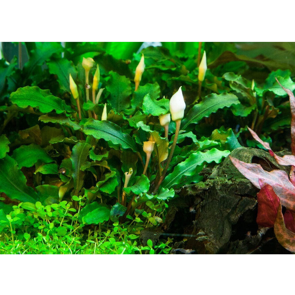 Bucephalandra pygmaea 'Bukit Kelam' 1-2-Grow 139 TC