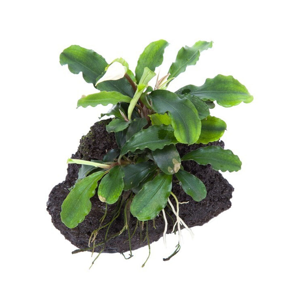 Bucephalandra pygmaea "Wavy Green" on rock 139 YLS | Potted Plants | Largest Tropical Fish Selection at Your Local Fish Store