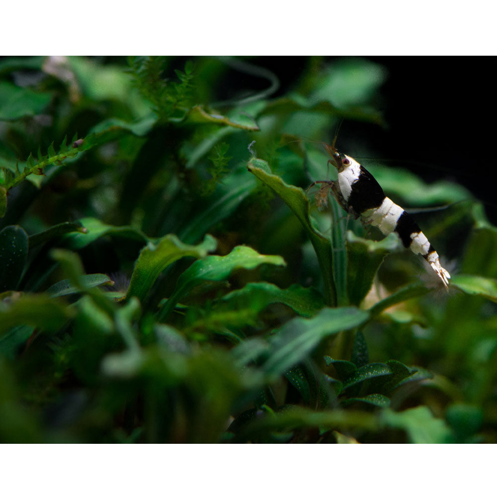 Bucephalandra pygmaea "Wavy Green" on rock 139 YLS | Potted Plants | Largest Tropical Fish Selection at Your Local Fish Store