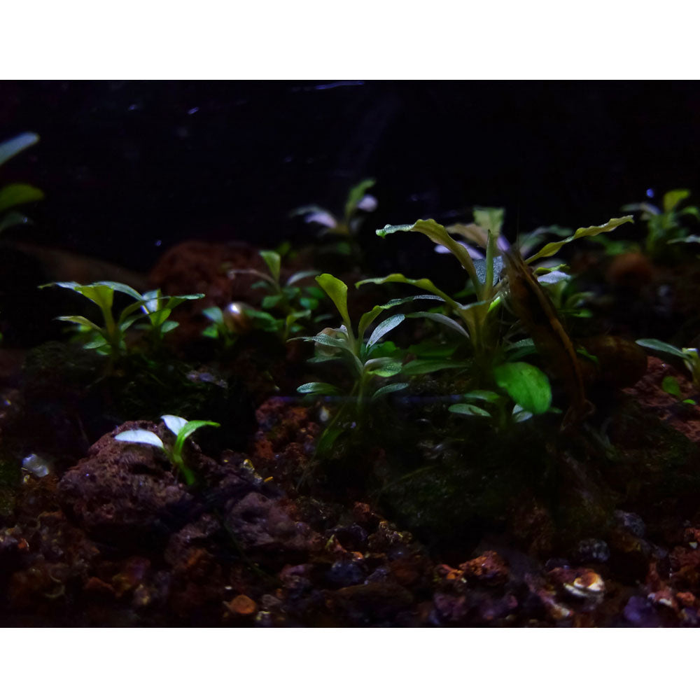 Bucephalandra pygmaea "Wavy Green" on rock 139 YLS | Potted Plants | Largest Tropical Fish Selection at Your Local Fish Store