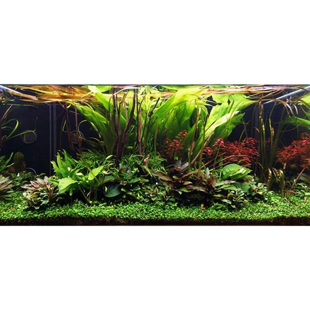 Bucephalandra pygmaea "Wavy Green" on rock 139 YLS | Potted Plants | Largest Tropical Fish Selection at Your Local Fish Store