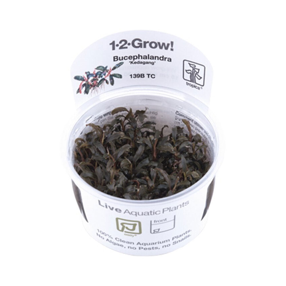 Bucephalandra sp 'Kedagang' 1-2-Grow 139B TC | Tissue Cultures | Largest Tropical Fish Selection at Your Local Fish Store