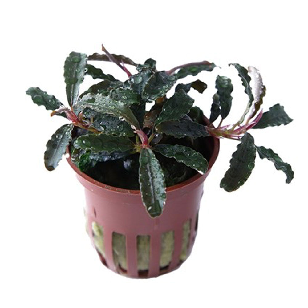 Bucephalandra sp 'Kedagang' potted 139B | Potted Plants | Largest Tropical Fish Selection at Your Local Fish Store