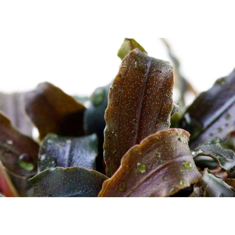 Bucephalandra sp 'Kedagang' potted 139B | Potted Plants | Largest Tropical Fish Selection at Your Local Fish Store