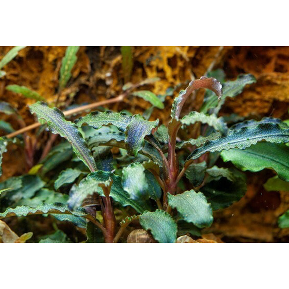 Bucephalandra sp 'Kedagang' potted 139B | Potted Plants | Largest Tropical Fish Selection at Your Local Fish Store