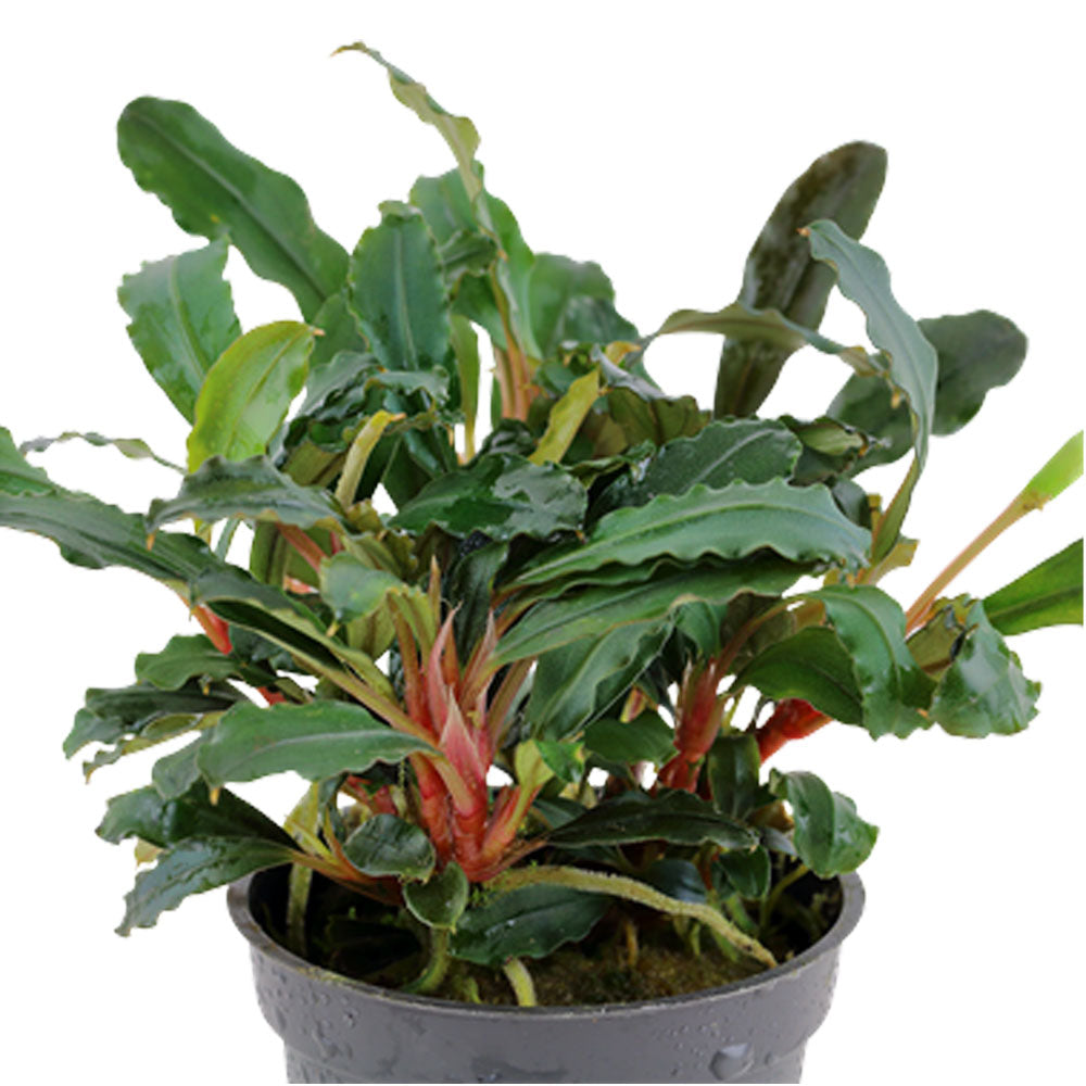 Bucephalandra sp. 'Red' potted 139A | Potted Plants | Largest Tropical Fish Selection at Your Local Fish Store