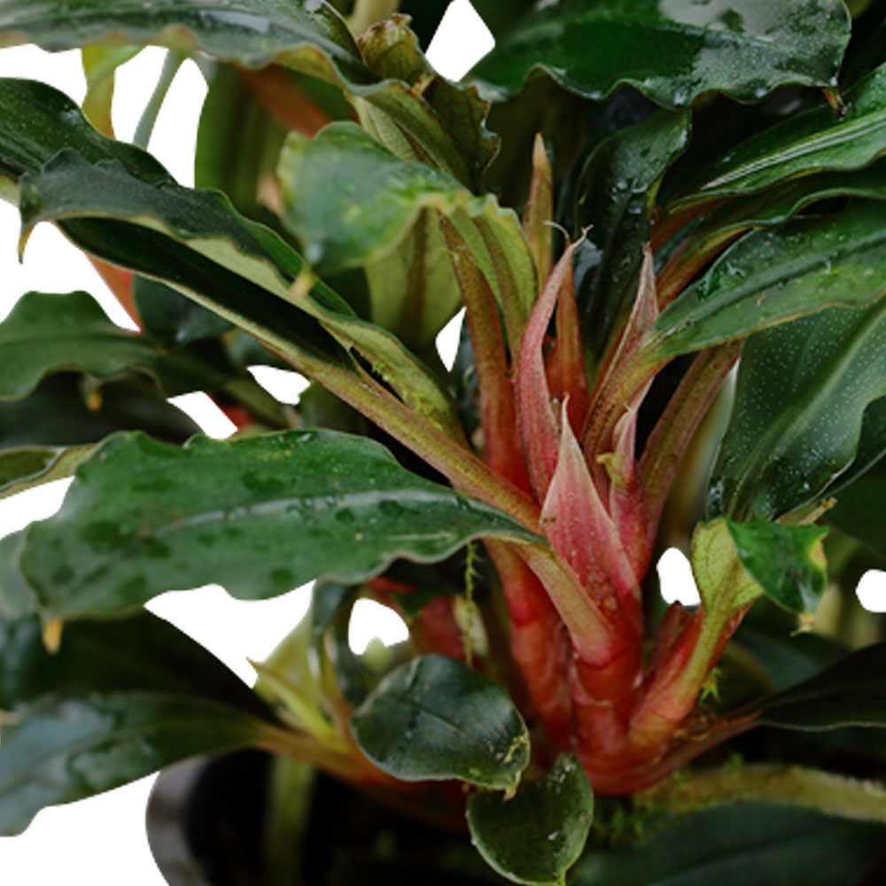 Bucephalandra sp. 'Red' potted 139A | Potted Plants | Largest Tropical Fish Selection at Your Local Fish Store