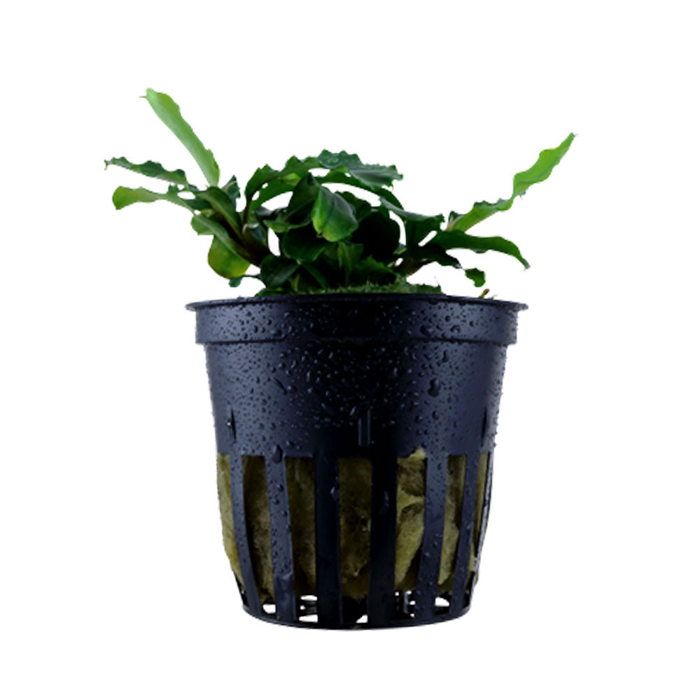 Bucephalandra pygmaea 'Bukit Kelam' " Wavy Green" potted 139 | Potted Plants | Largest Tropical Fish Selection at Your Local Fish Store